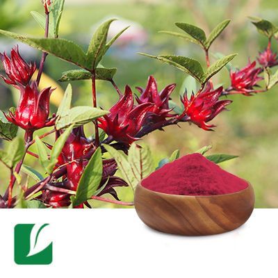 Roselle Extract 5:1 by Xi'an Longze