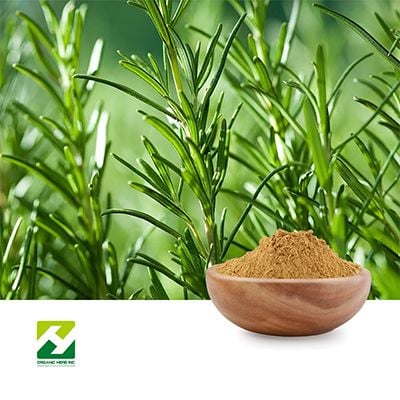 Rosemary Extract 2.5% Rosmarinic Acid by Organic Herb Inc