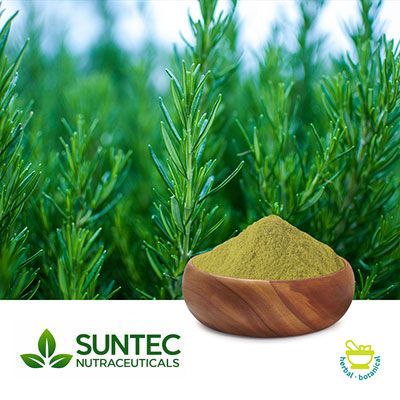 Rosemary Powder by Suntec Nutraceuticals