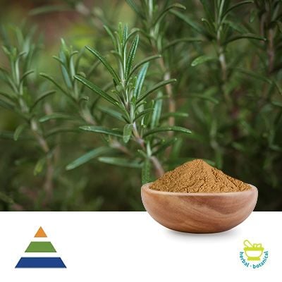 Rosemary Extract 10:1 by KS Nutripharma