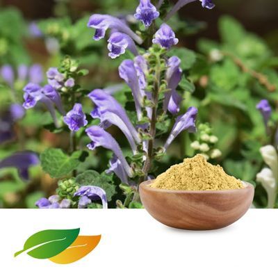 Scutellaria Baicalensis Extract-30% Baicalin by Shandong Lirun Health Technology Co; Ltd