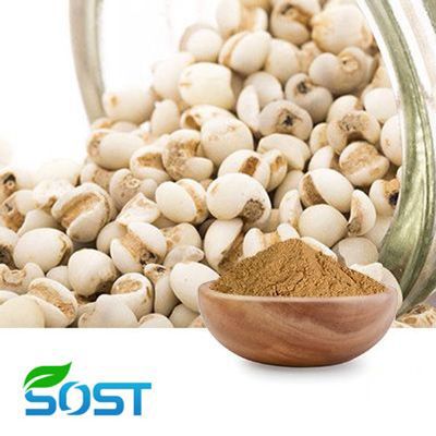 Semen Cassiae Extract 10:1 by SOST