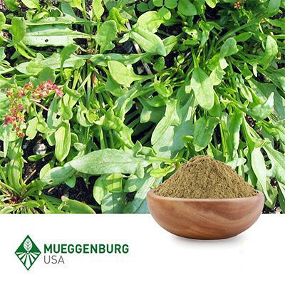 Sheep Sorrel Herb, Powder by Mueggenburg USA