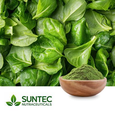 Spinach Powder by Suntec Nutraceuticals