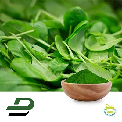 Spinach Powder by Xinghua Dongbao