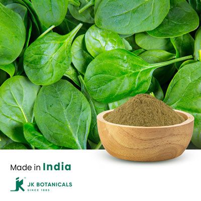 Spinach Powder Steam Treated by JK Botanicals
