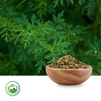 Sweet Wormwood Powder by Xi'an Herbs Valley