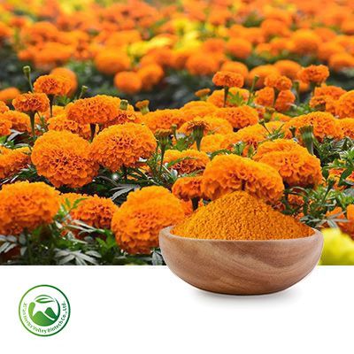 Tagetes Erecta Extrac 5% Lutein by Xi'an Herbs Valley