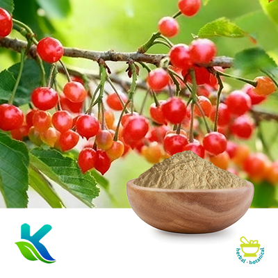 Tart Cherry Extract 17% VC by Hunan Naturext