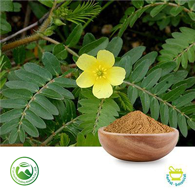 Tribulus Extract 45% Total Saponins by Xi'an Herbs Valley