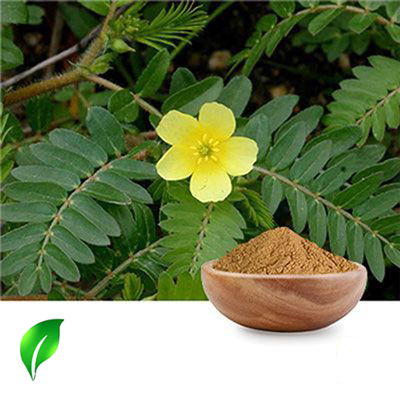 Tribulus Terrestris Extract Saponins 90% UV by Changsha Sunnycare
