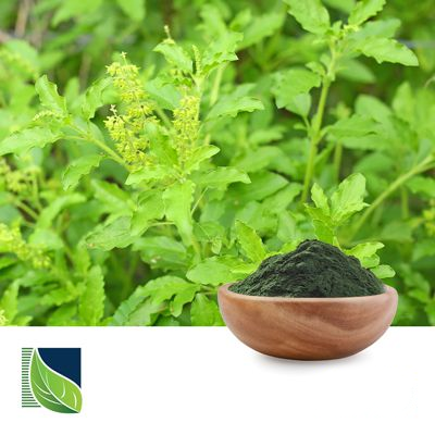 Tulsi Extract Powder Organic  by Botanic Healthcare