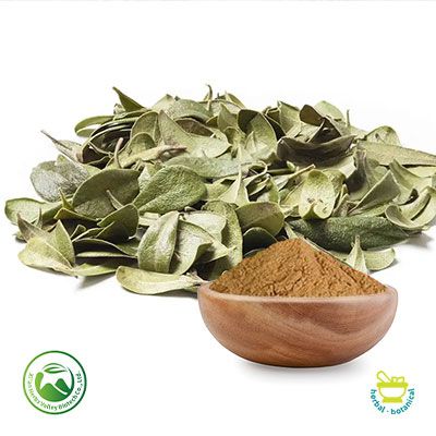 Uva Ursi Extract 10:1 by Xi'an Herbs Valley