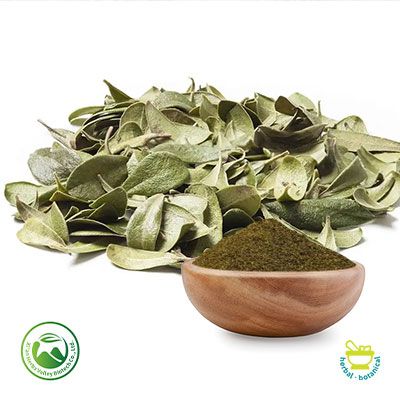 Uva Ursi Powder  by Xi'an Herbs Valley