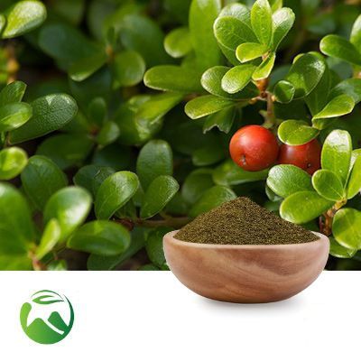 Uva Ursi Powder  by Xi'an Herbs Valley
