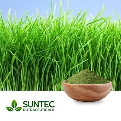 Wheat Grass Powder by Suntec Nutraceuticals