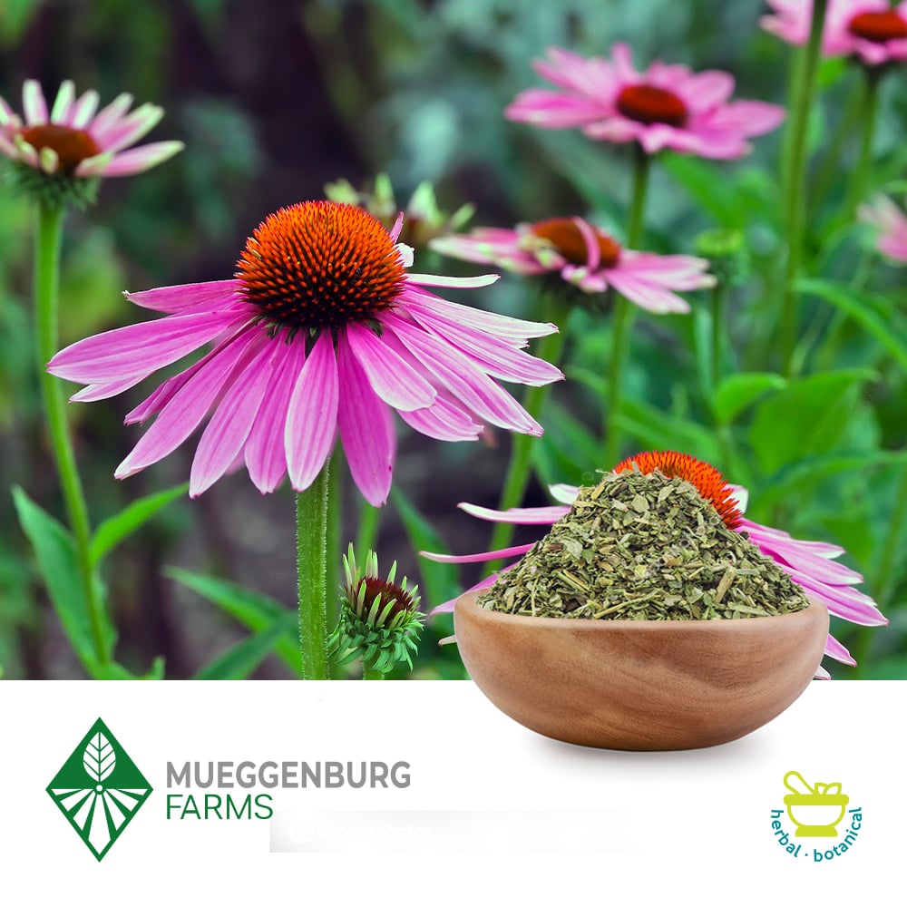 Buy Bulk Echinacea Purpurea Herb Ingredients Online