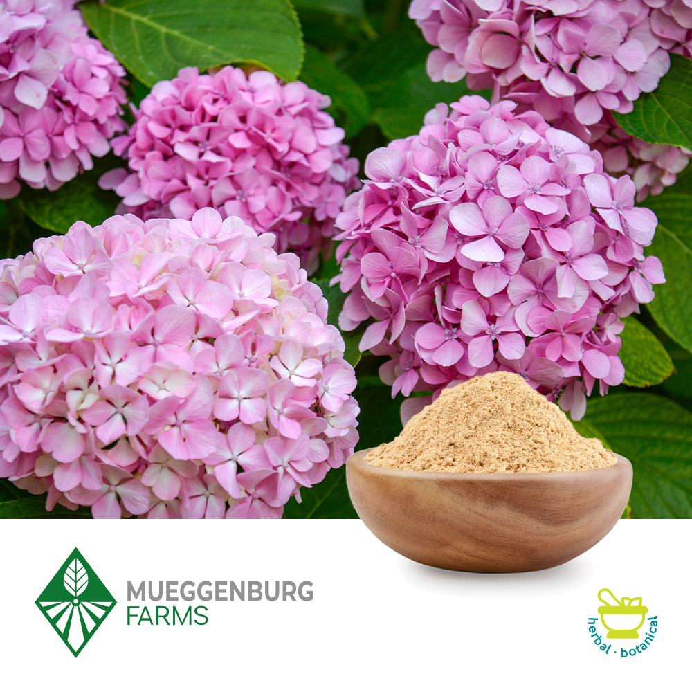 Buy Wholesale Hydrangea Root Powder Ingredients Online